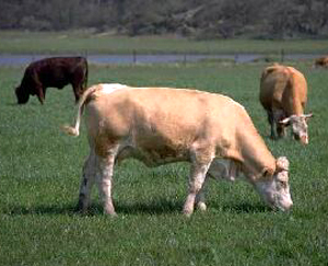 Vacas pastando en un prado